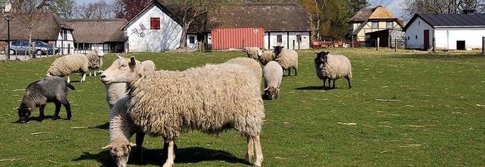 Får